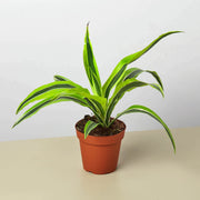 Dracaena 'Lemon Lime' - BetterGrow Hydro