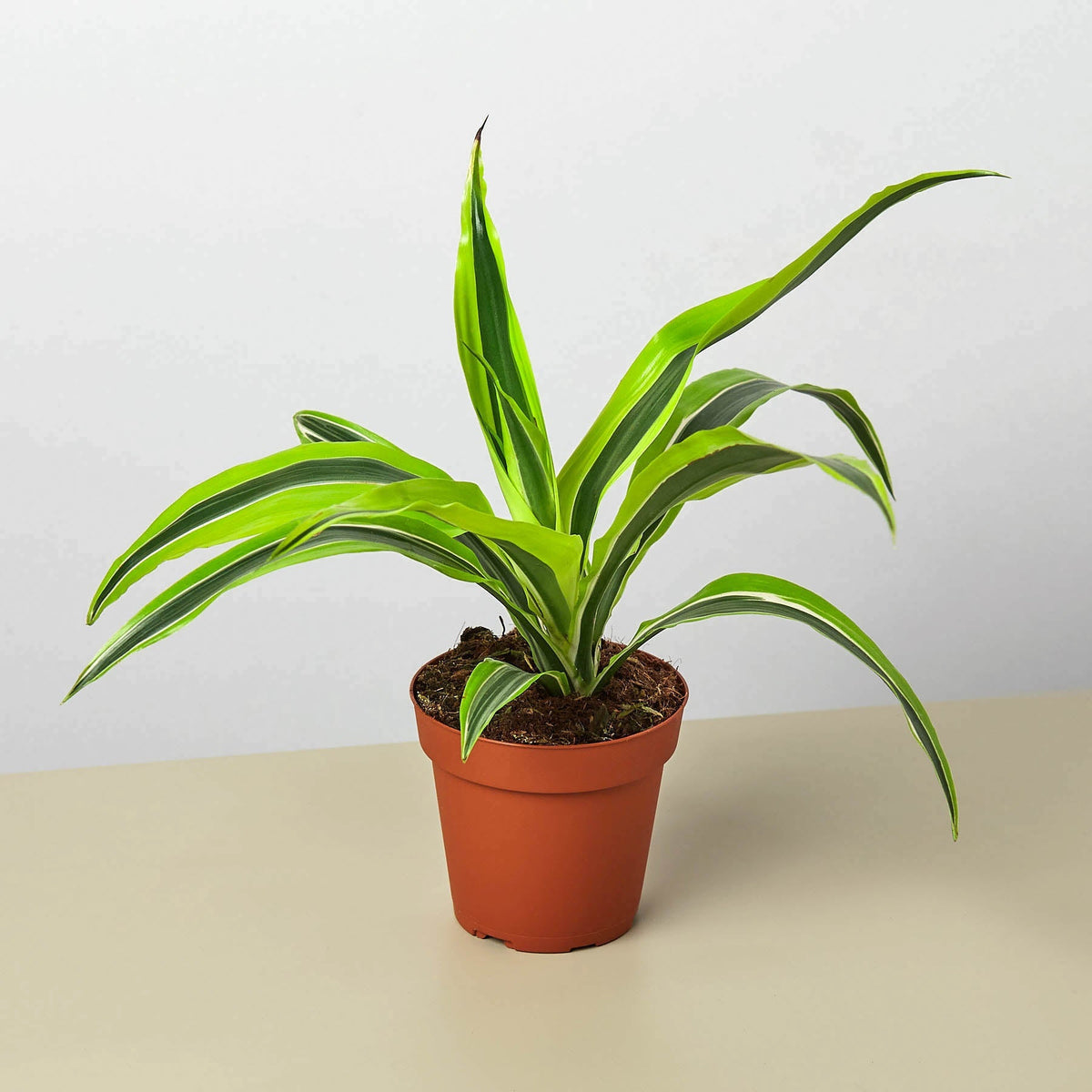 Dracaena 'Lemon Lime' - BetterGrow Hydro