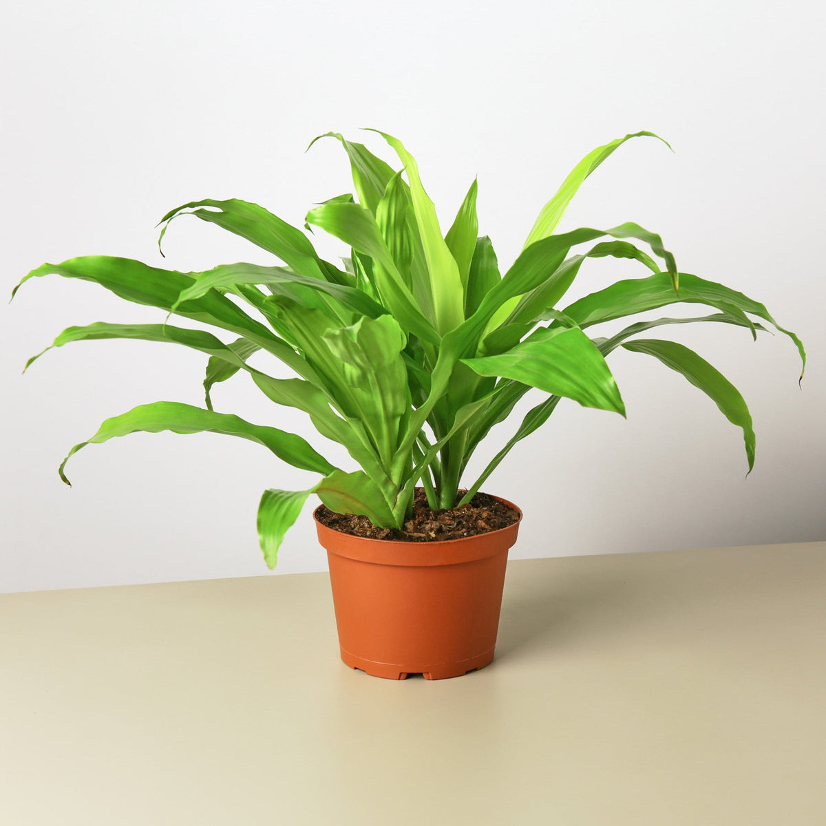 Dracaena 'Lime Light' - BetterGrow Hydro