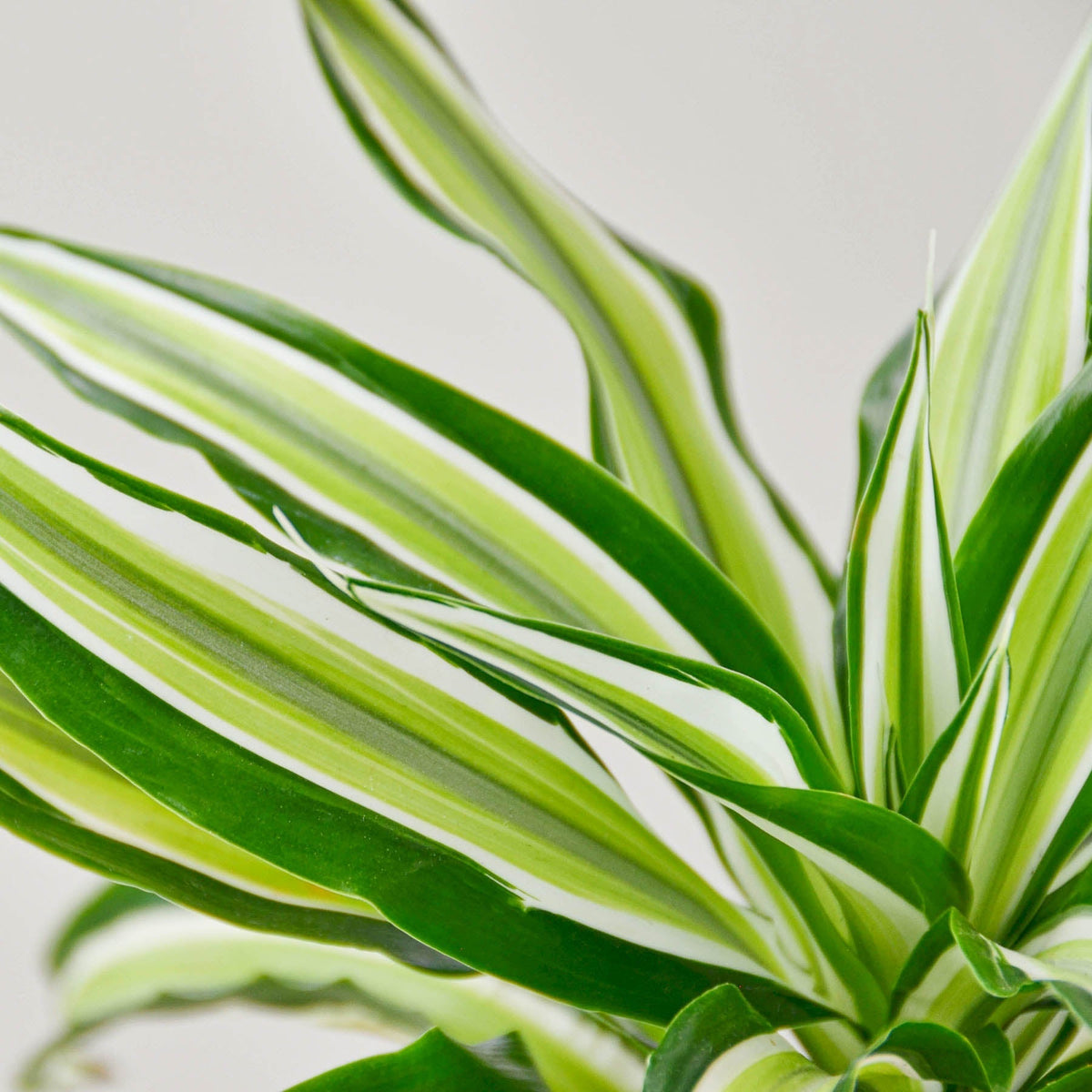 Dracaena 'Malaika' - BetterGrow Hydro
