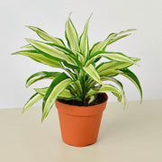 Dracaena 'Malaika' - BetterGrow Hydro