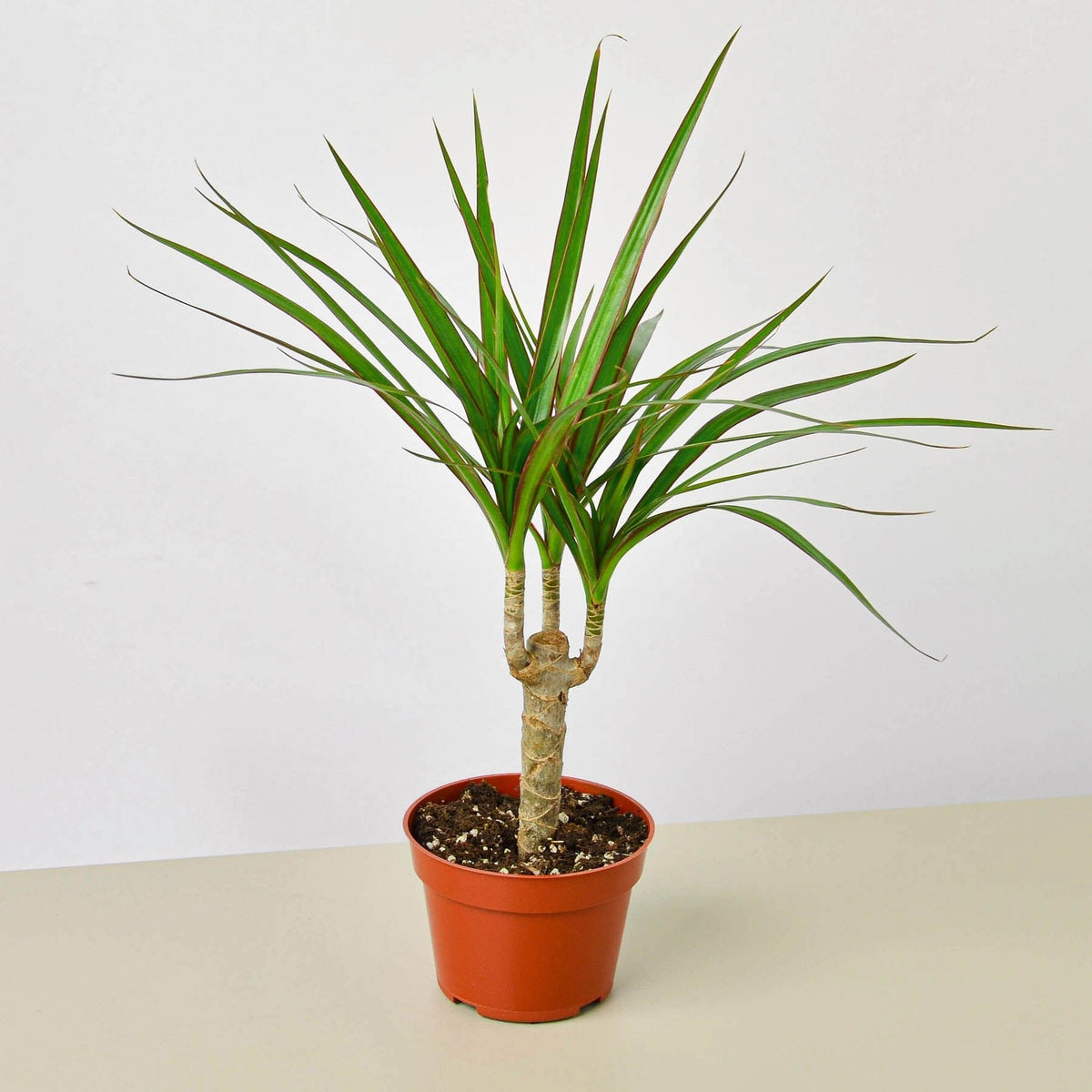 Dracaena 'Marginata Cane' - BetterGrow Hydro