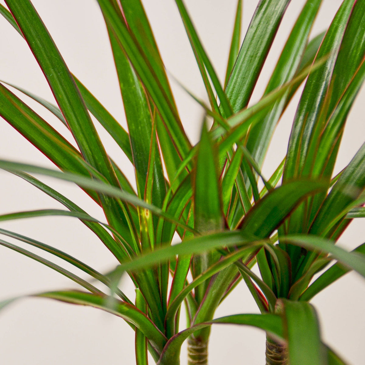 Dracaena 'Marginata Cane' - BetterGrow Hydro