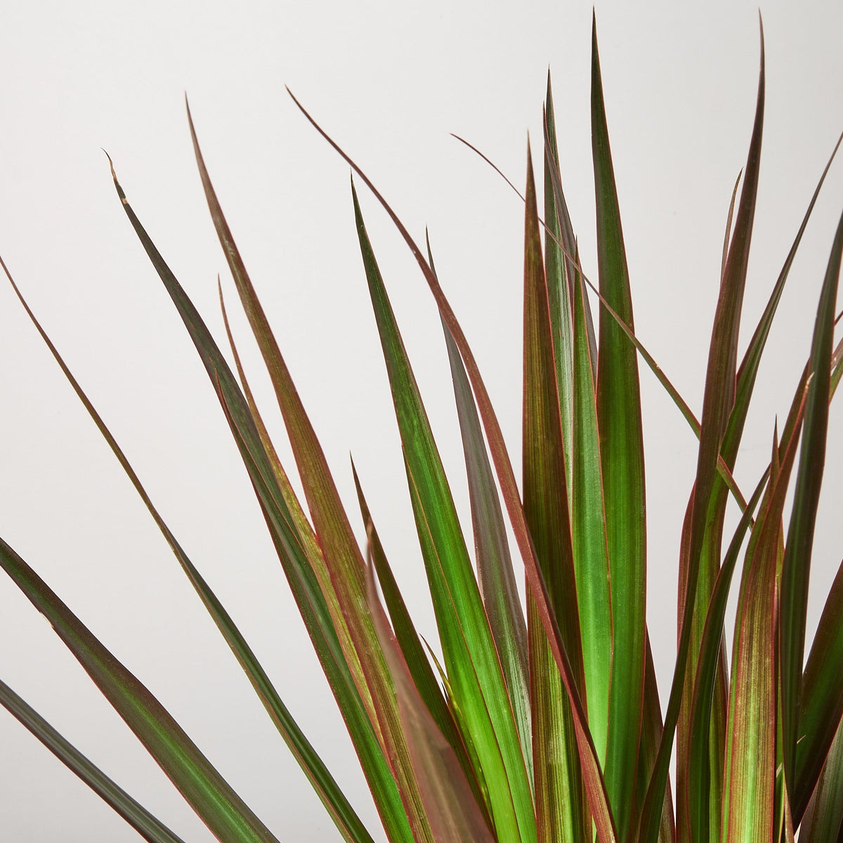 Dracaena 'Marginata Magenta' - BetterGrow Hydro