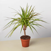 Dracaena Marginata 'Sunshine' - BetterGrow Hydro
