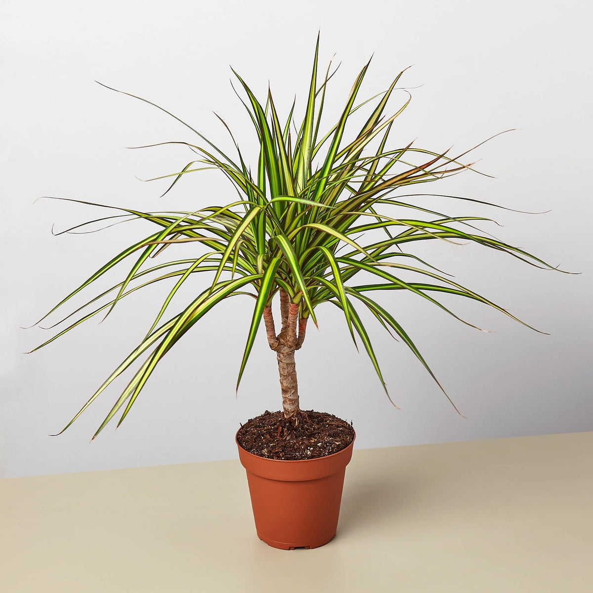 Dracaena Marginata 'Sunshine' - BetterGrow Hydro