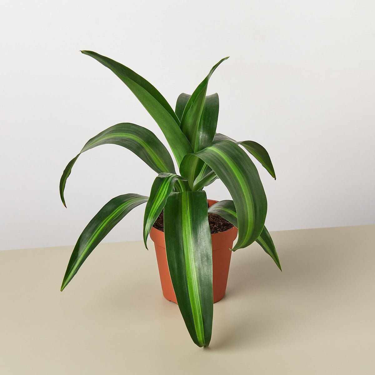 Dracaena 'Massangeana' - BetterGrow Hydro