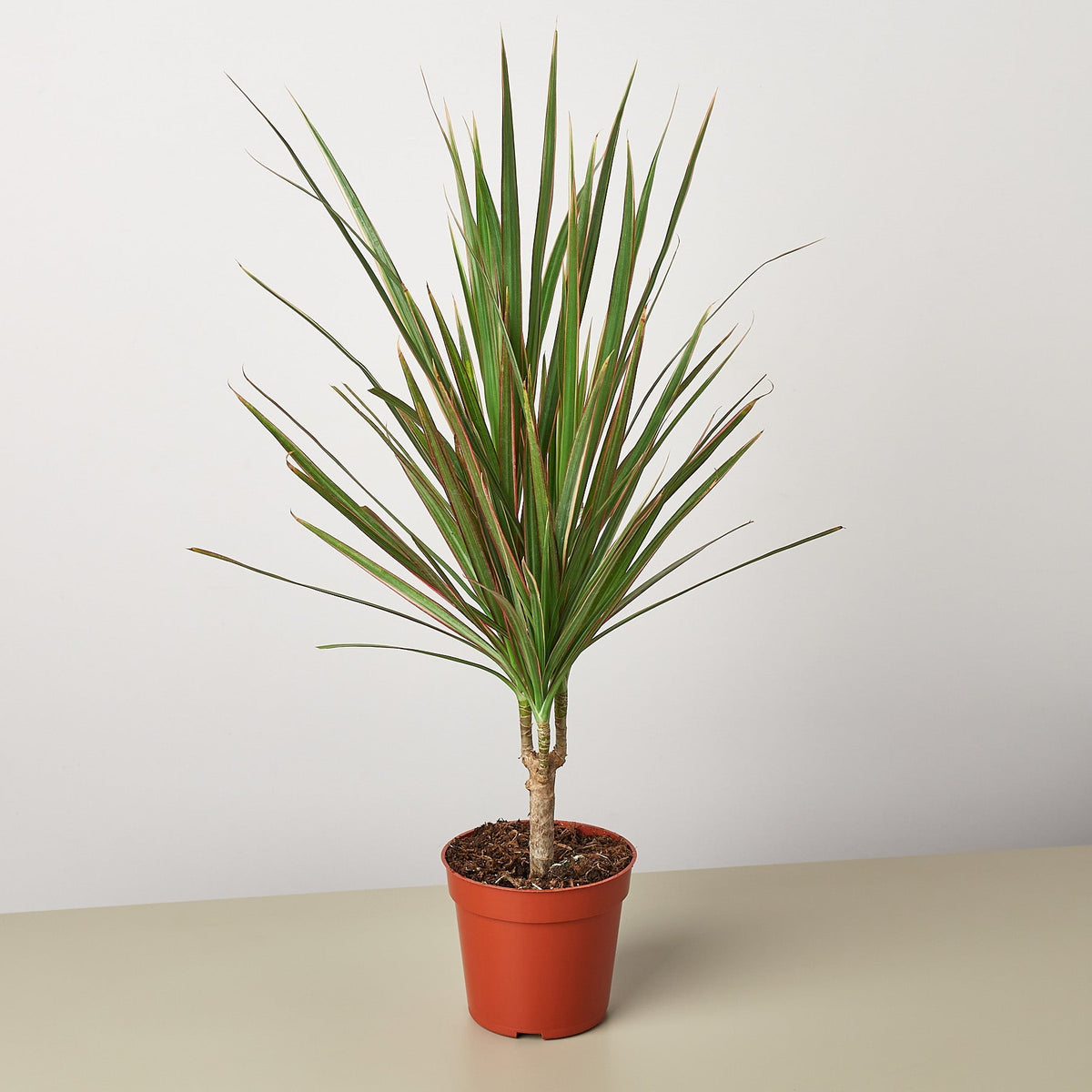 Dracaena 'Red Margined' - BetterGrow Hydro