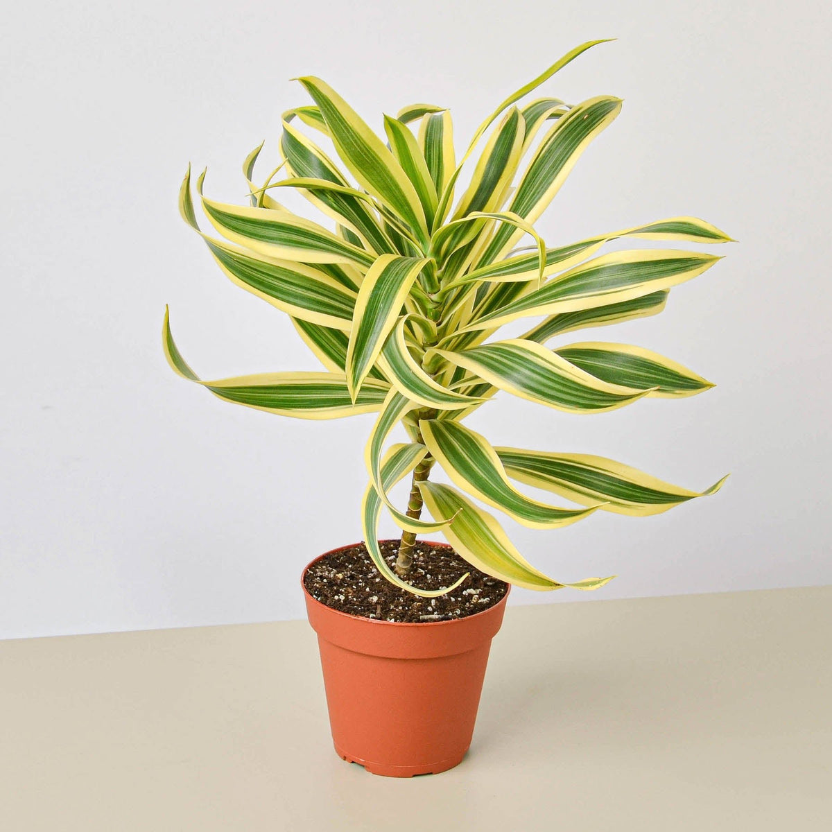 Dracaena Song of India - BetterGrow Hydro