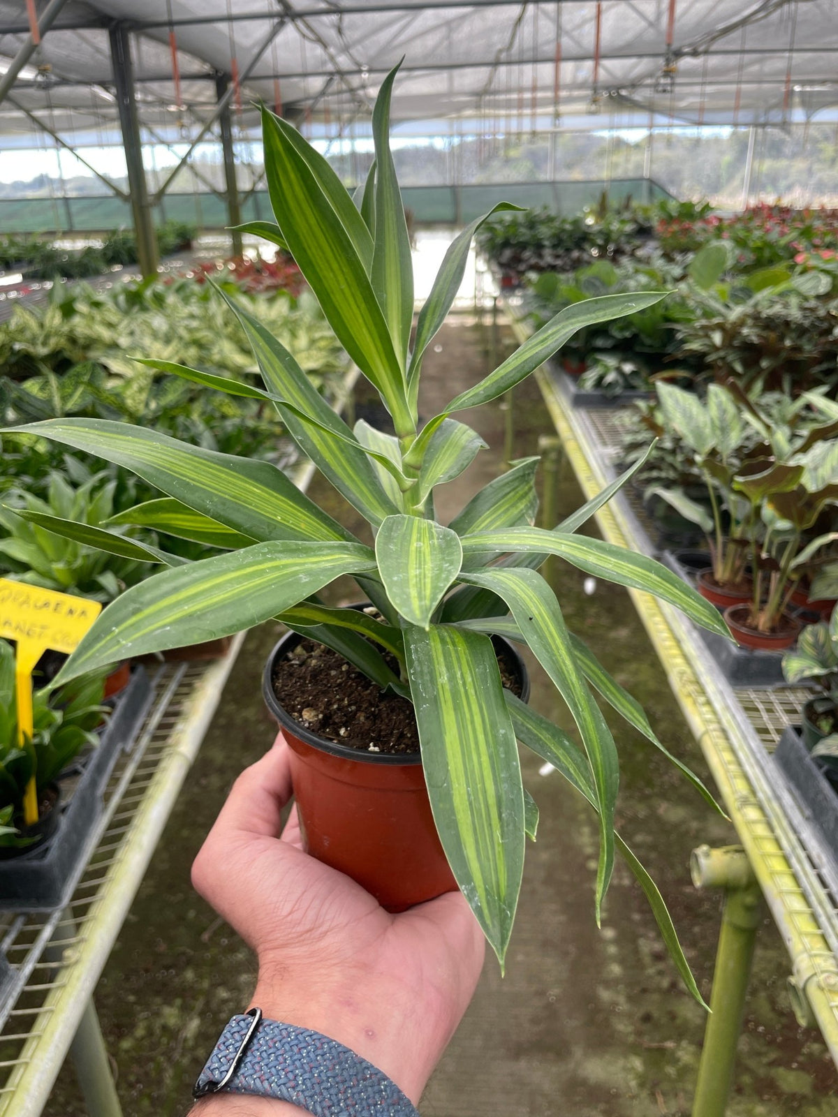 Dracaena 'Song of Jamaica' - BetterGrow Hydro