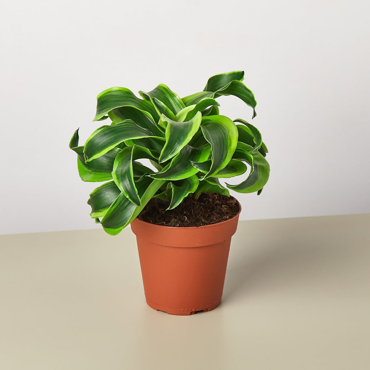 Dracaena 'Tornado' - BetterGrow Hydro