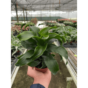 Dracaena 'Twister' - BetterGrow Hydro