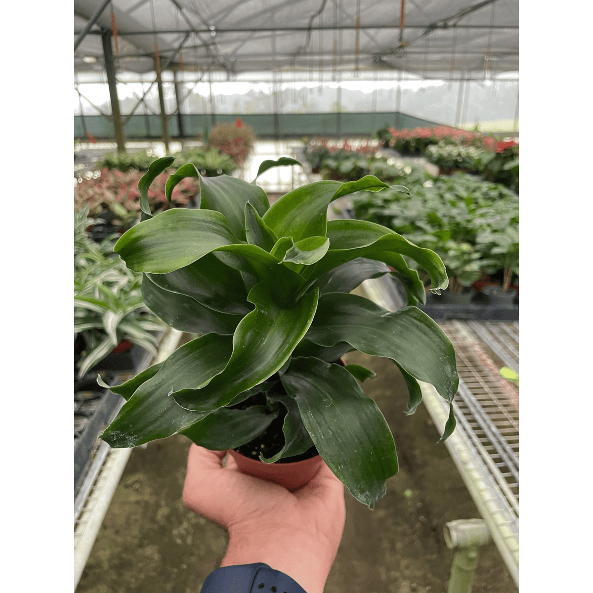 Dracaena 'Twister' - BetterGrow Hydro