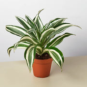 Dracaena Warneckii 'White Jewel' - BetterGrow Hydro