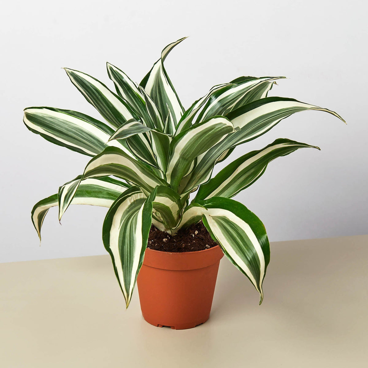 Dracaena Warneckii 'White Jewel' - BetterGrow Hydro