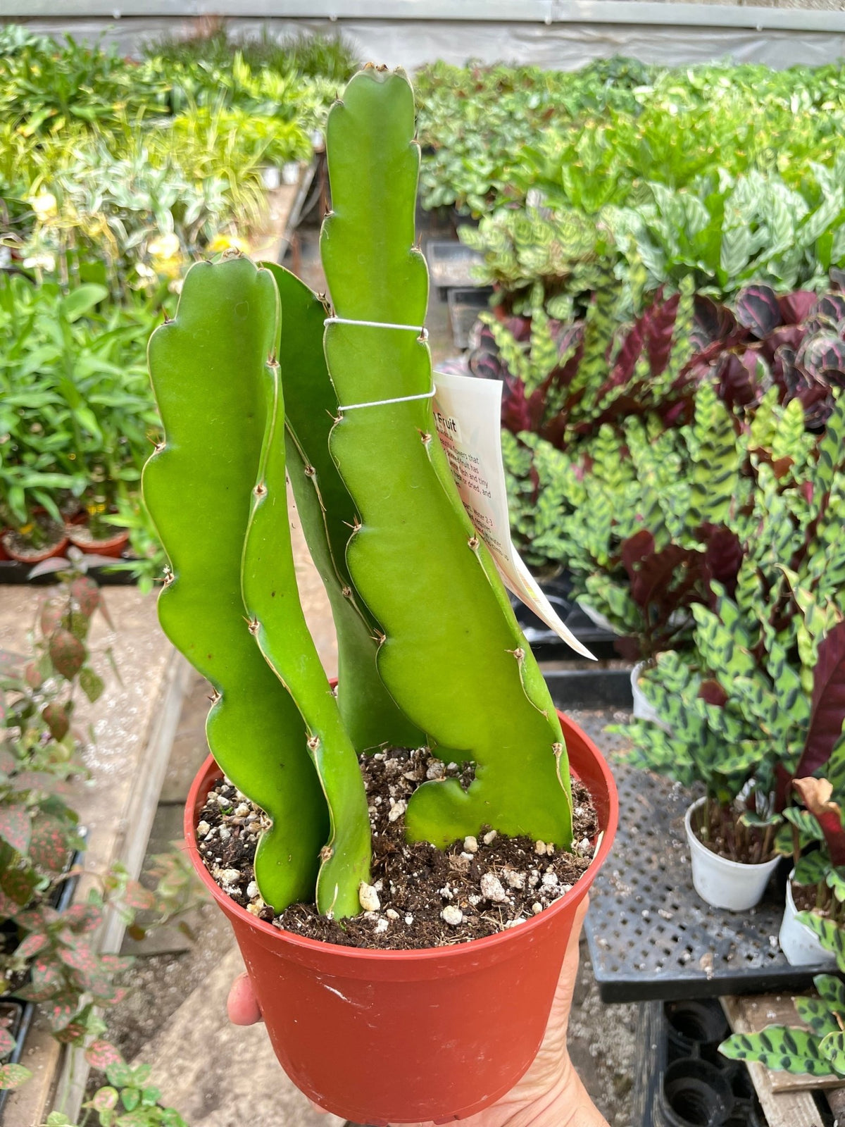 Dragon Fruit (Pitaya) - BetterGrow Hydro