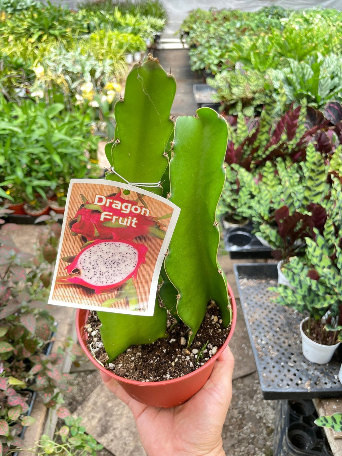 Dragon Fruit (Pitaya) - BetterGrow Hydro