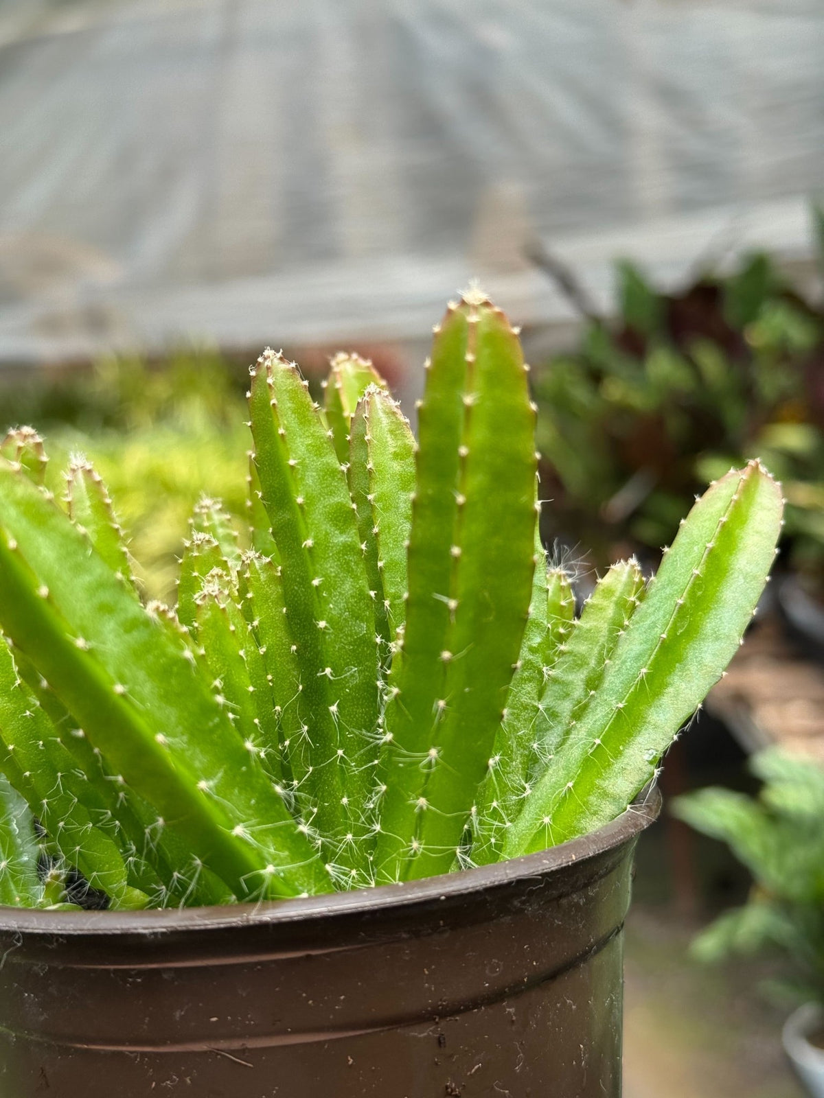 Dragon Fruit (Pitaya) - BetterGrow Hydro
