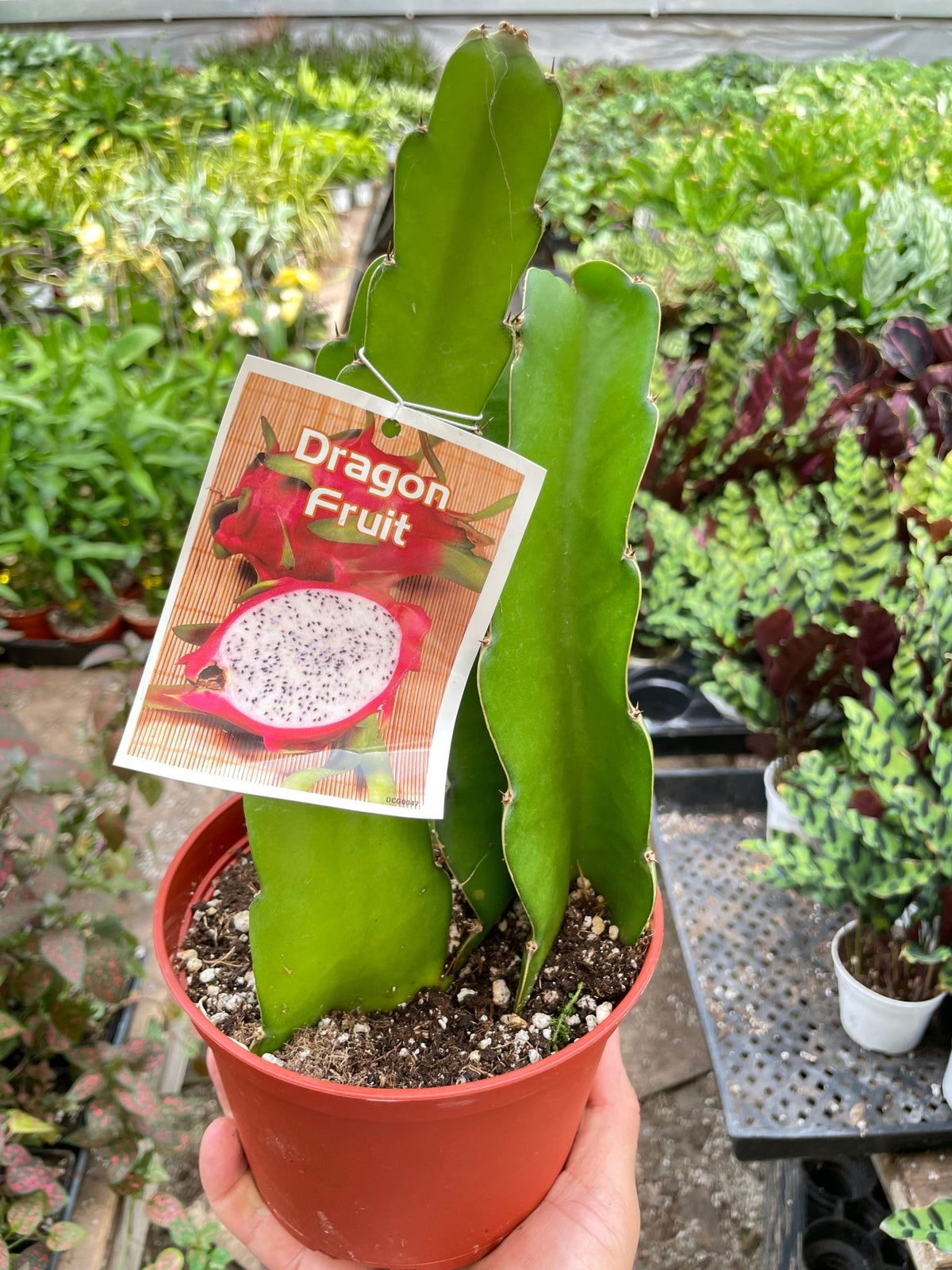 Dragon Fruit (Pitaya) - BetterGrow Hydro