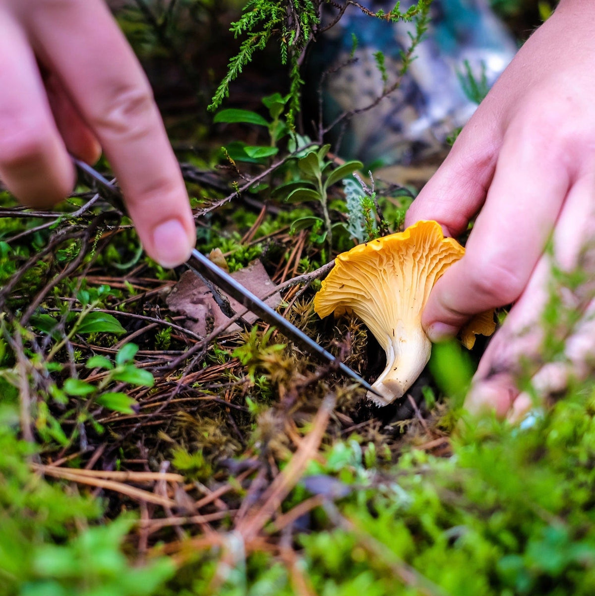 Dried Wild Chanterelle Mushrooms - BetterGrow Hydro