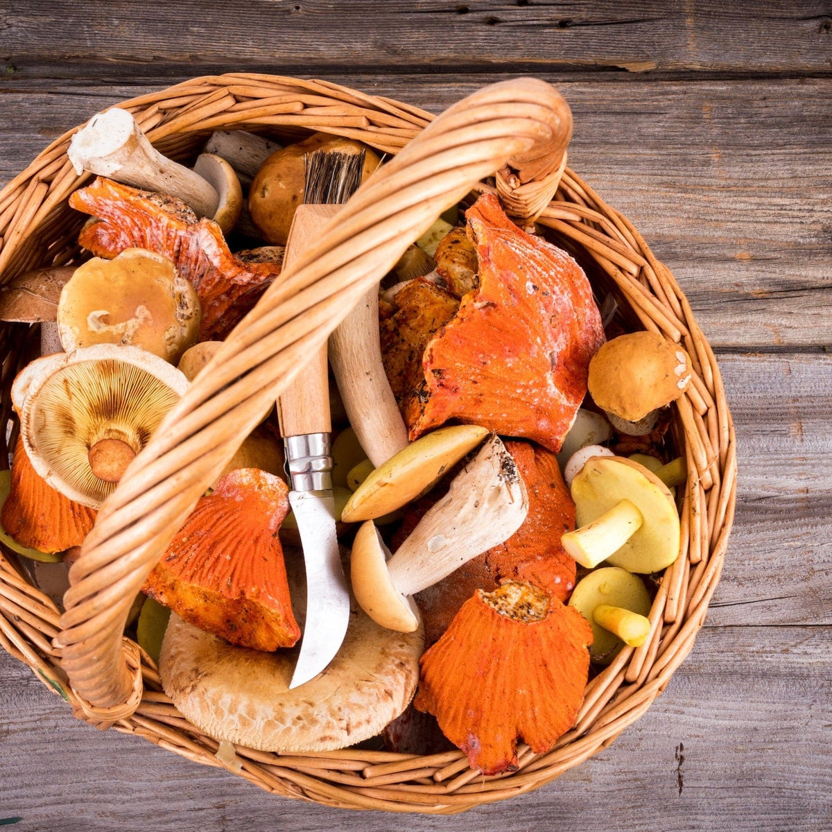 Dried Wild Lobster Mushrooms - BetterGrow Hydro