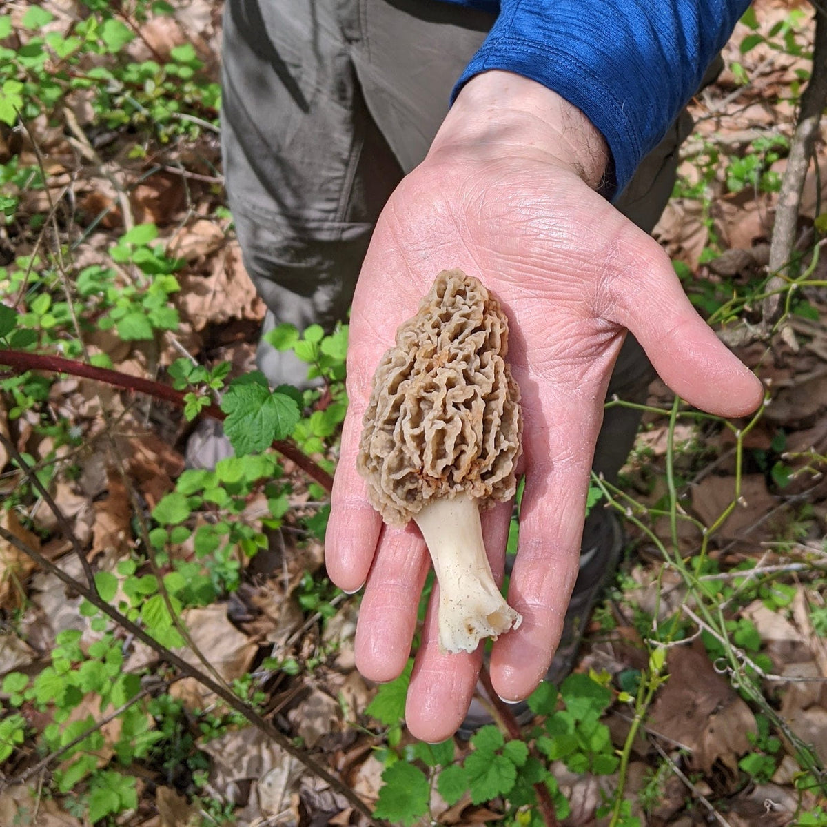 Dried Wild Morel Mushrooms - BetterGrow Hydro