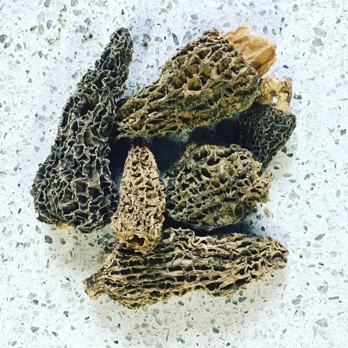 Dried Wild Morel Mushrooms - BetterGrow Hydro
