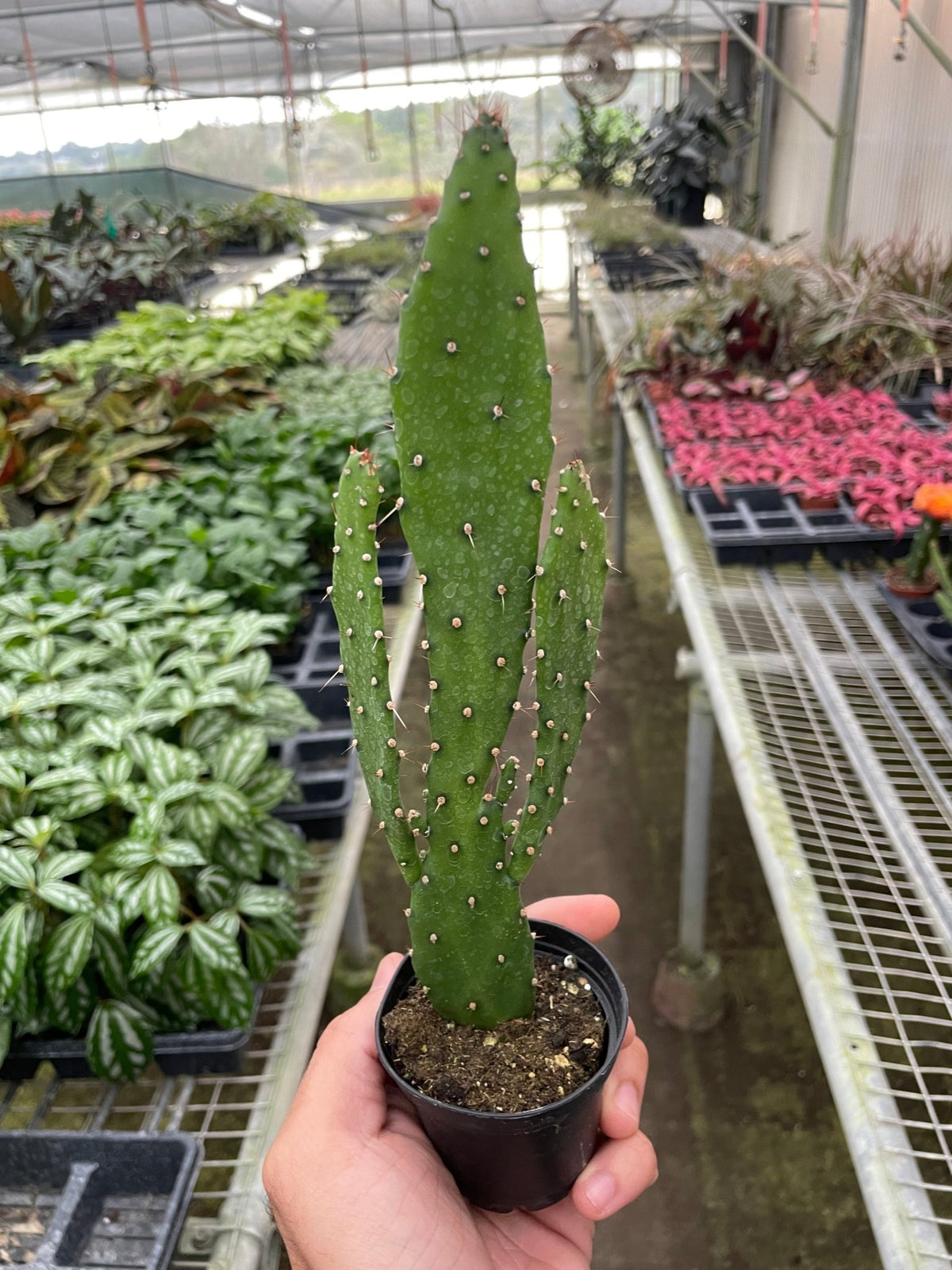 Drooping Prickly Pear Cactus - BetterGrow Hydro