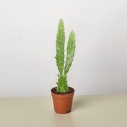 Drooping Prickly Pear Cactus - BetterGrow Hydro