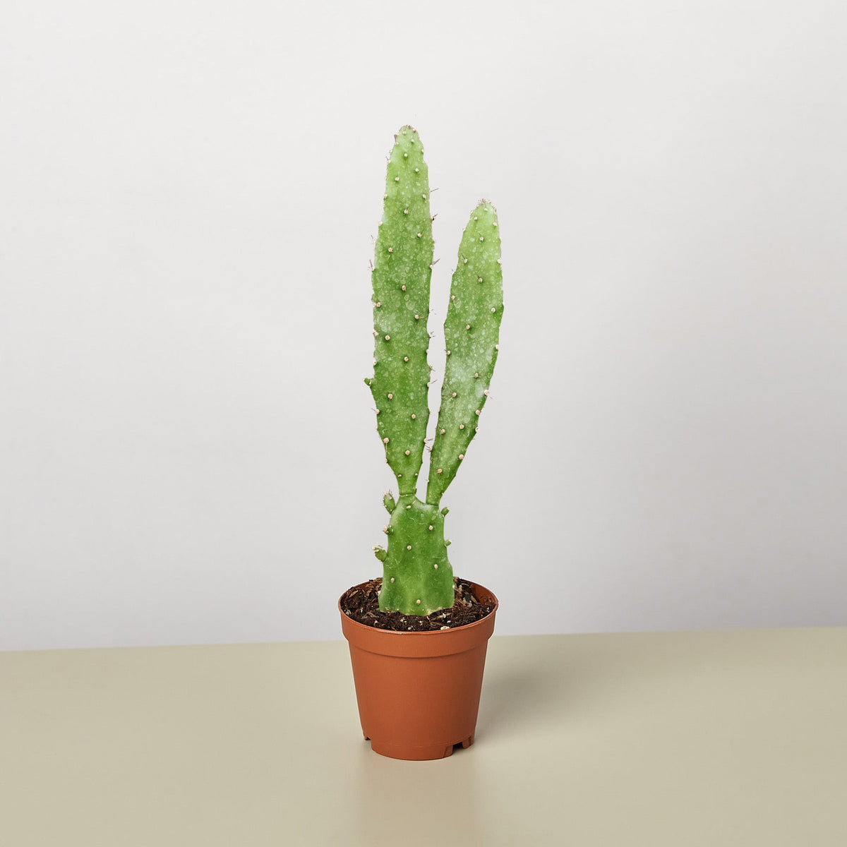 Drooping Prickly Pear Cactus - BetterGrow Hydro