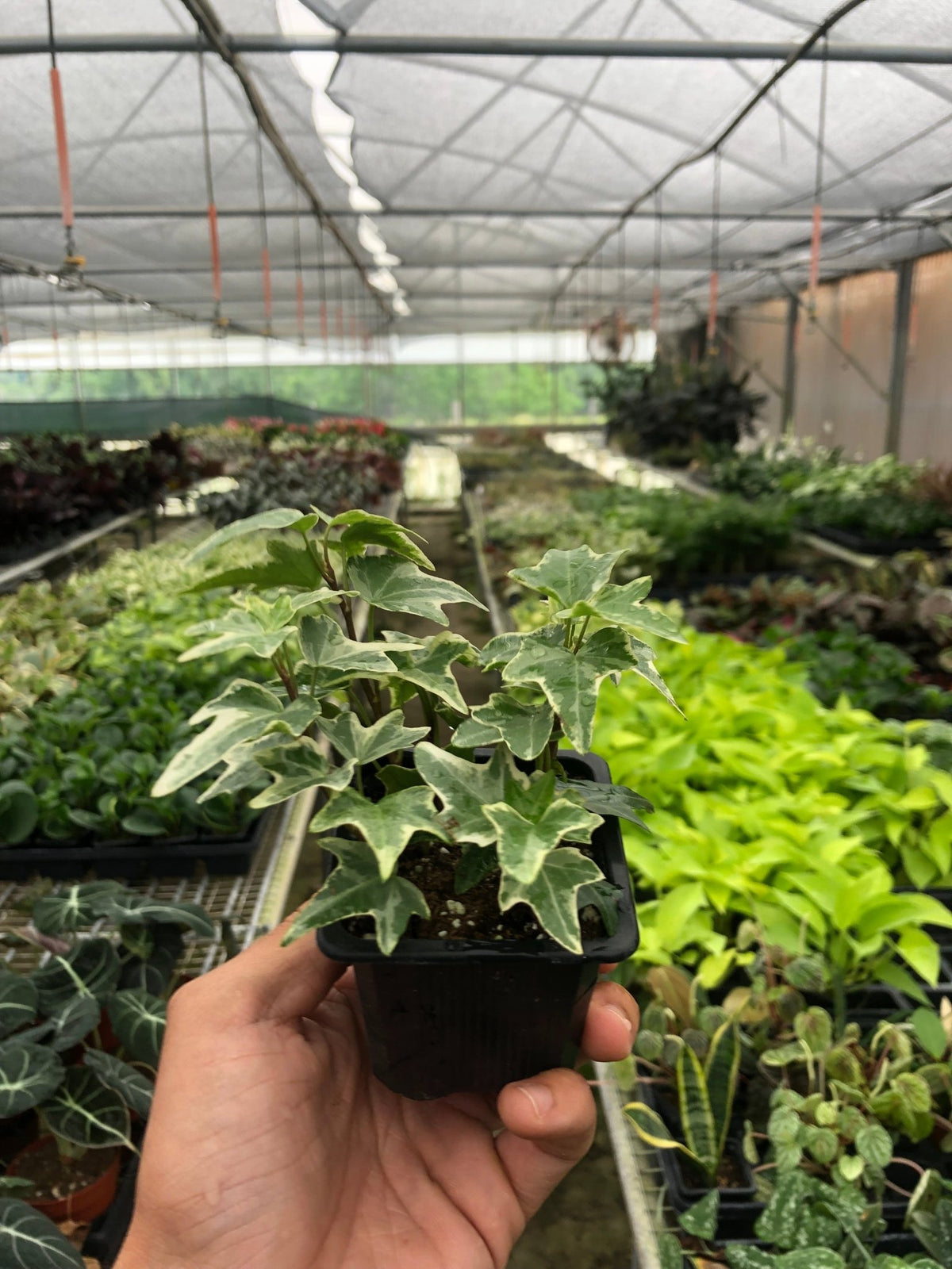 English Ivy 'Eva' - BetterGrow Hydro