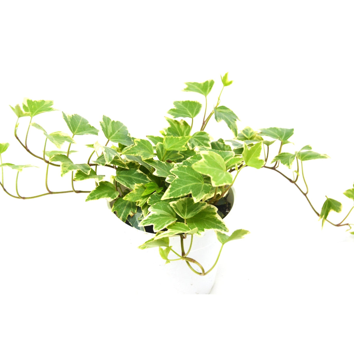 English Ivy 'Eva' - BetterGrow Hydro
