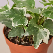 English Ivy 'Glacier' - BetterGrow Hydro