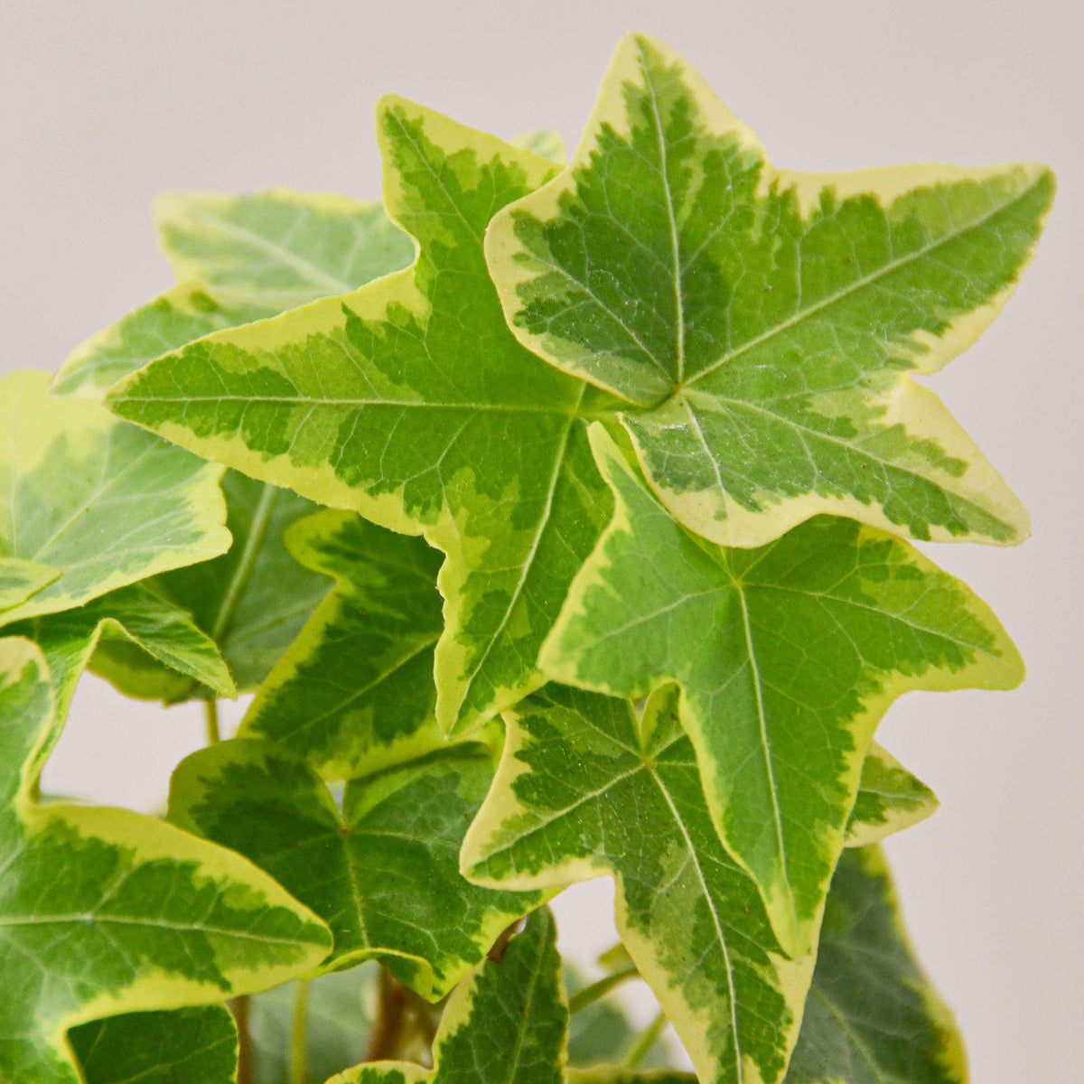English Ivy 'Gold Child' - BetterGrow Hydro