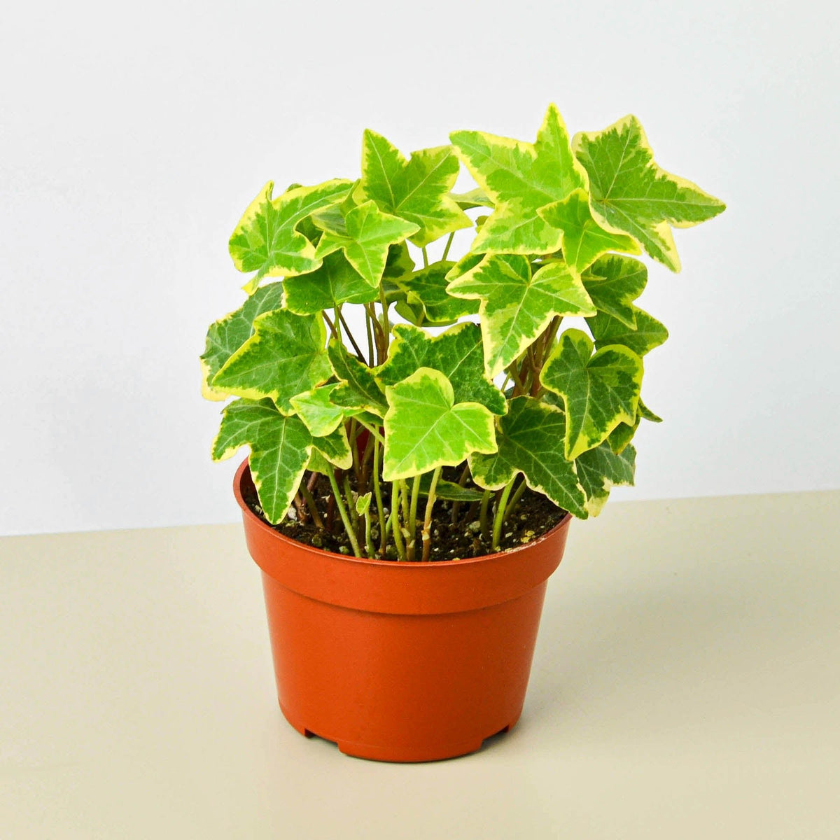 English Ivy 'Gold Child' - BetterGrow Hydro