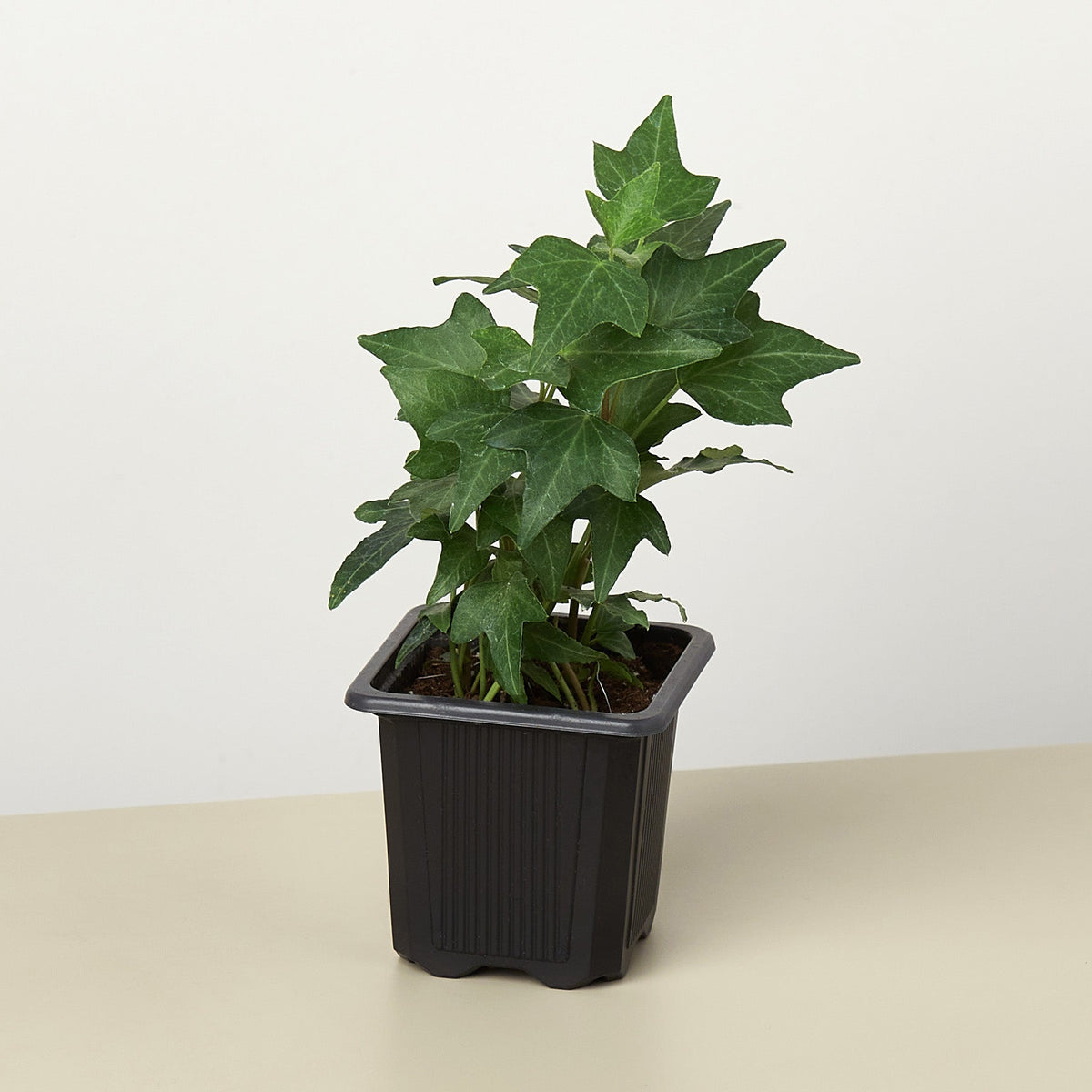 English Ivy 'Green California' - BetterGrow Hydro