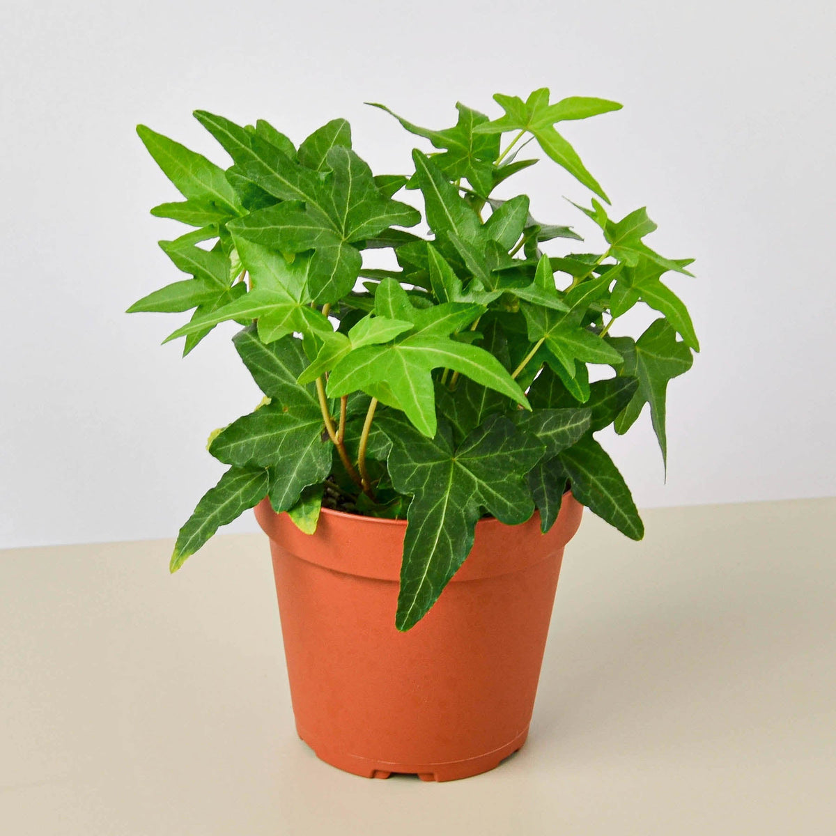 English Ivy 'Green California' - BetterGrow Hydro