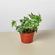 English Ivy 'Kolibre' - BetterGrow Hydro