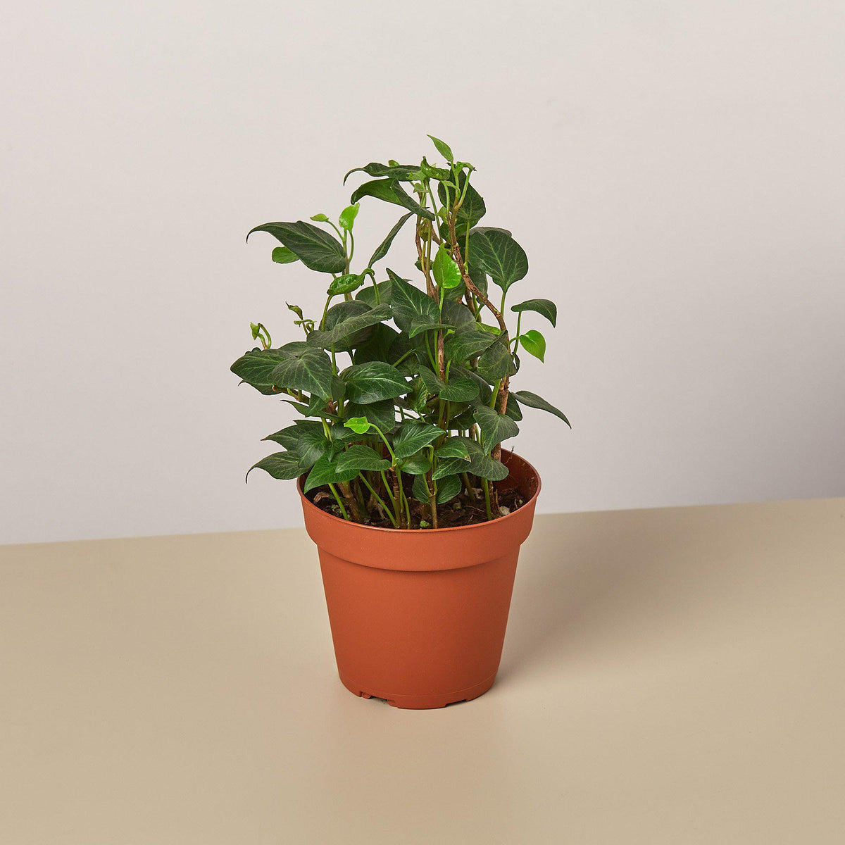 English Ivy 'Teardrop' - BetterGrow Hydro