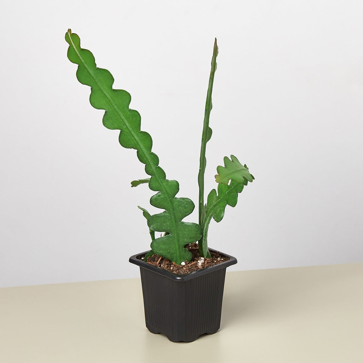Epiphyllum 'Ric Rac' Cactus - BetterGrow Hydro