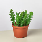Epiphyllum 'Ric Rac' Cactus - BetterGrow Hydro