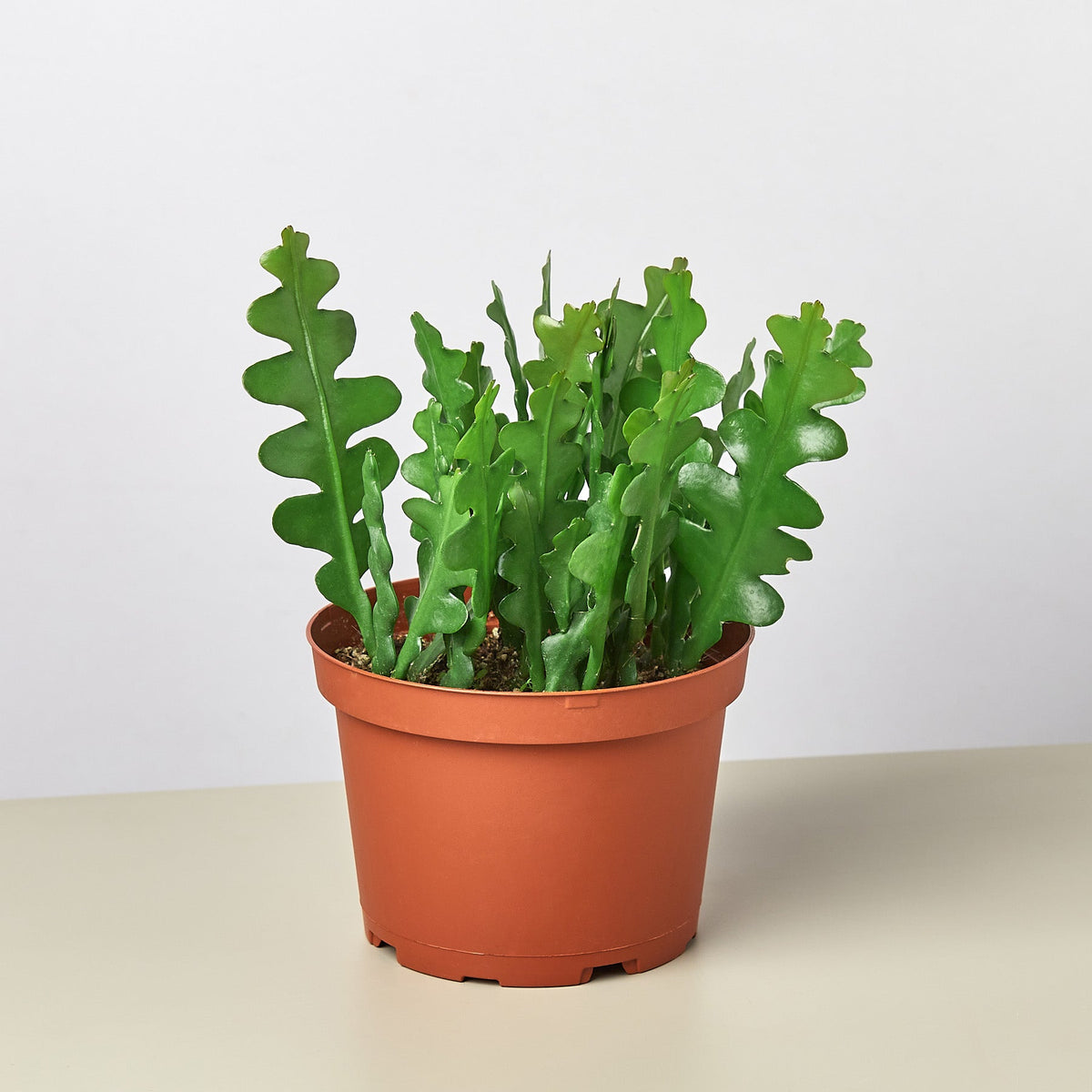 Epiphyllum 'Ric Rac' Cactus - BetterGrow Hydro