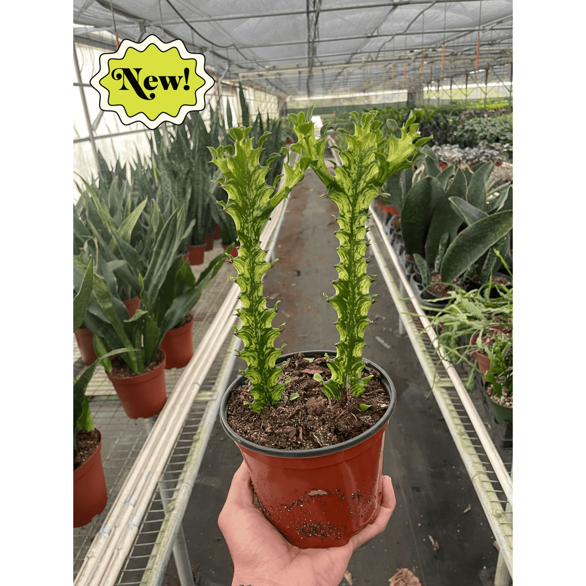 Euphorbia 'Mint Cream' - BetterGrow Hydro