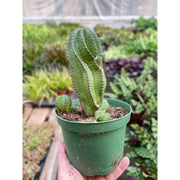 Euphorbia Mother Hubbard Cactus - 6" Pot - BetterGrow Hydro