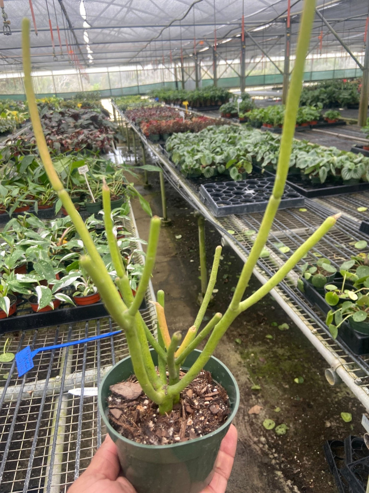 Euphorbia 'Pencil Cactus' - BetterGrow Hydro