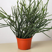 Euphorbia 'Pencil Cactus' - BetterGrow Hydro