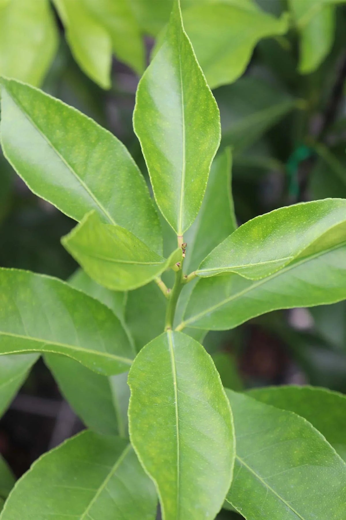 Eureka Lemon Tree - BetterGrow Hydro
