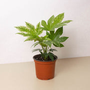 Fatsia 'Spider's Web' - BetterGrow Hydro