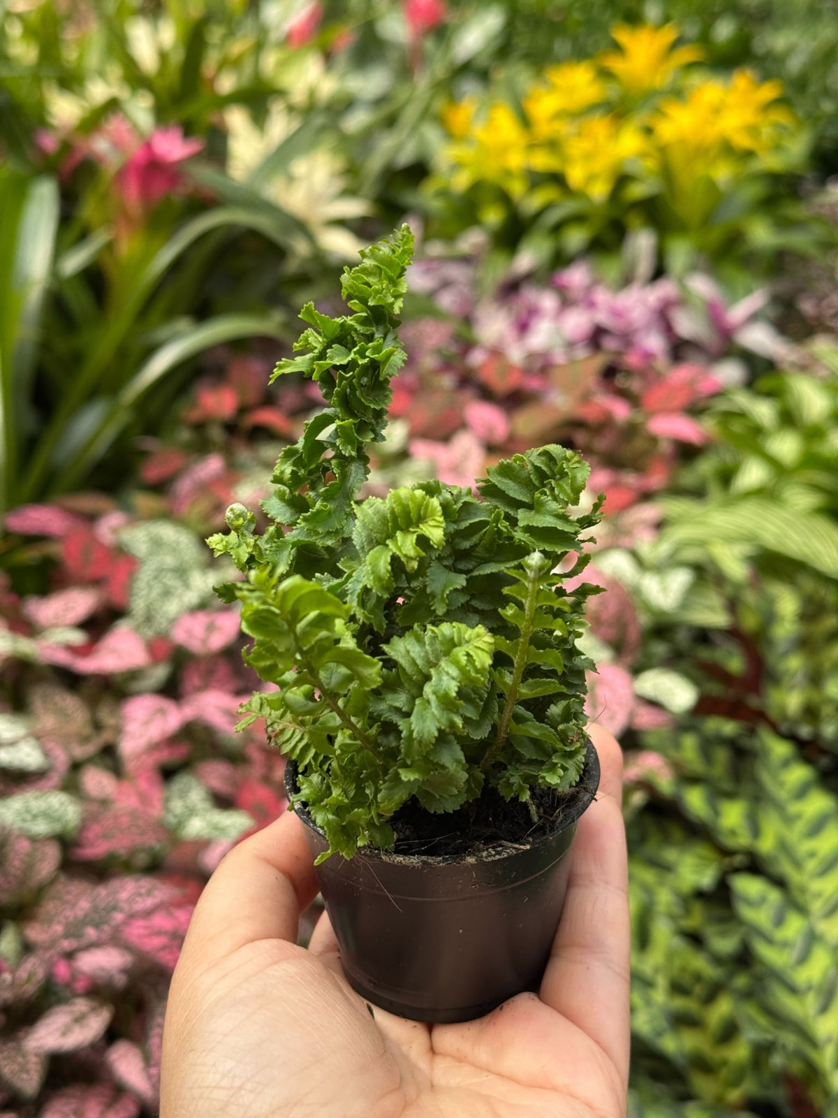 Fern 'Emina' - BetterGrow Hydro