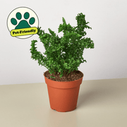 Fern 'Emina' - BetterGrow Hydro